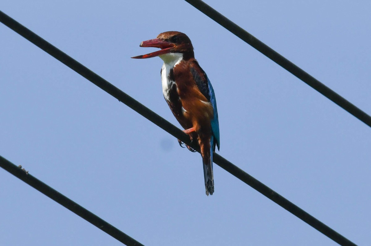 White-throated Kingfisher - Henrik Thorlund