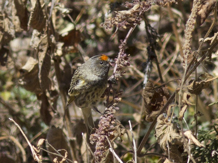 Fire-fronted Serin - ML128149041