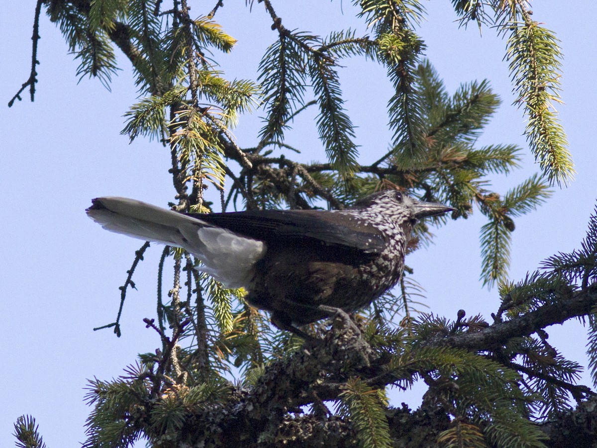 Eurasian Nutcracker (Southern) - Frode Falkenberg