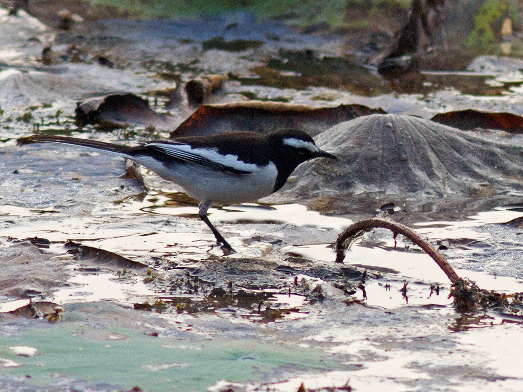 White-browed Wagtail - Frode Falkenberg