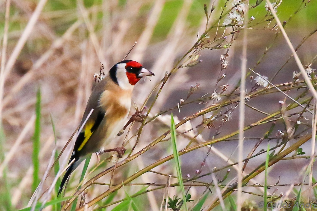 European Goldfinch - ML128149211
