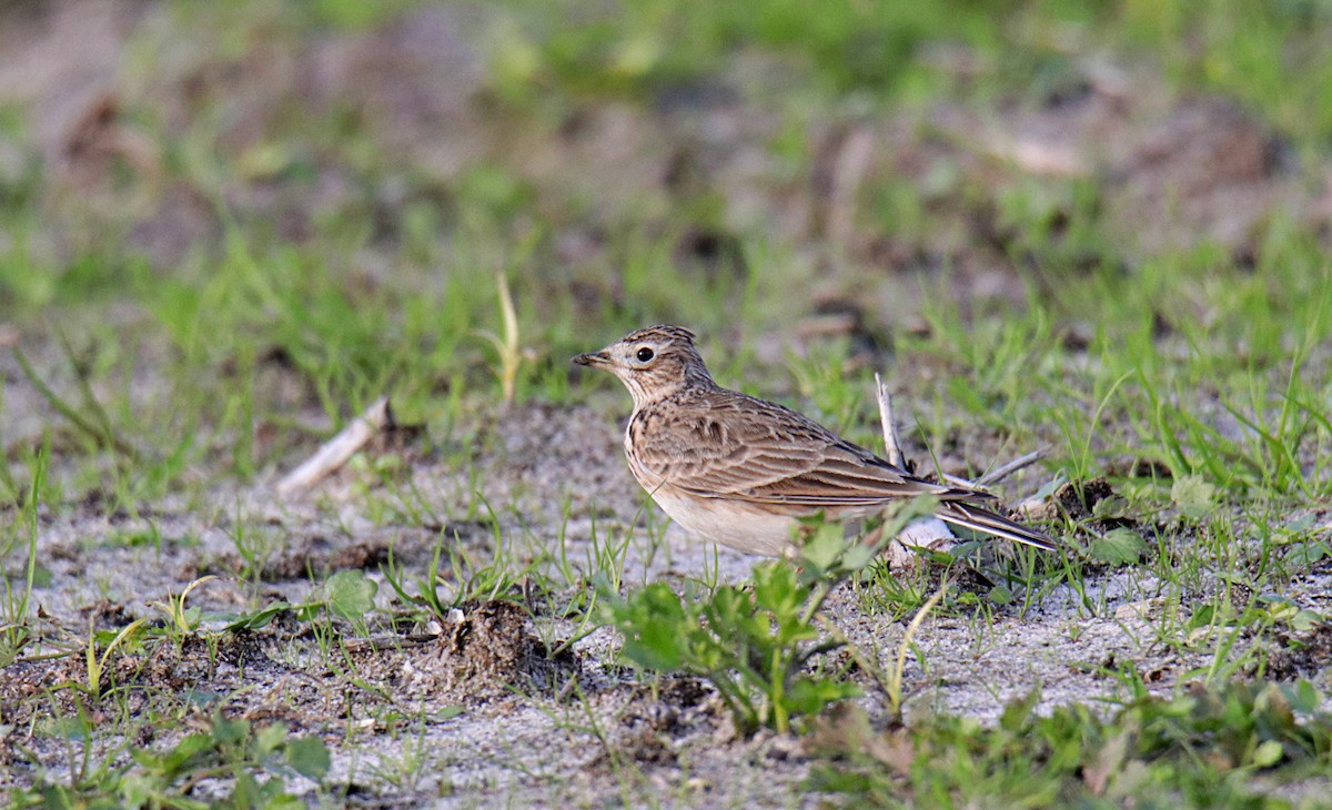 Eurasian Skylark - ML128149601