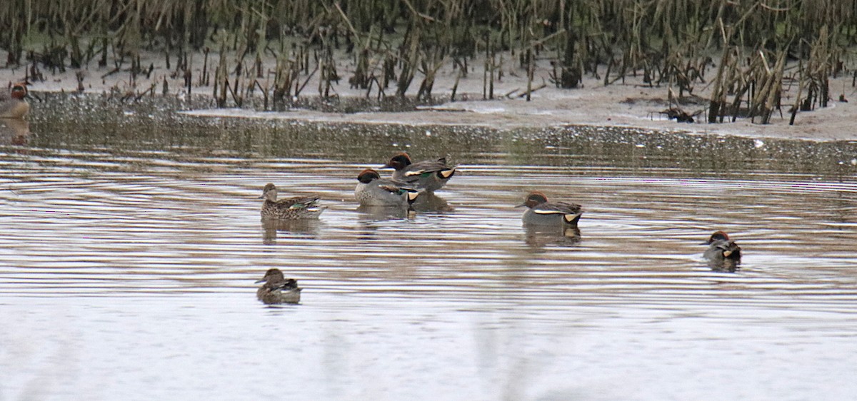 Green-winged Teal - ML128149741