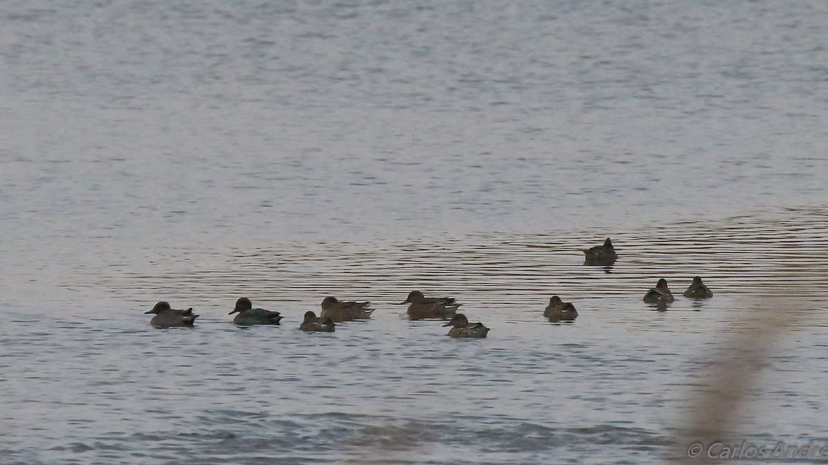 Green-winged Teal - ML128149771
