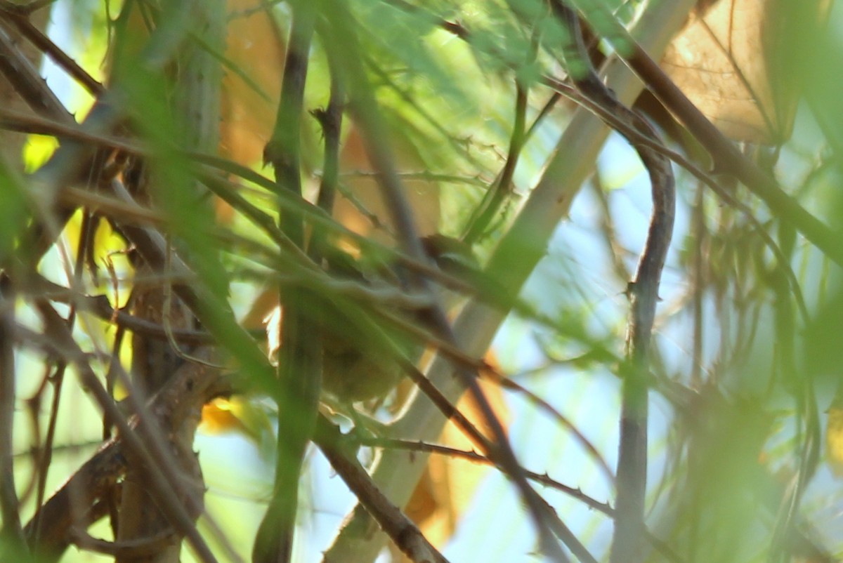 Chestnut-capped Babbler - ML128150181