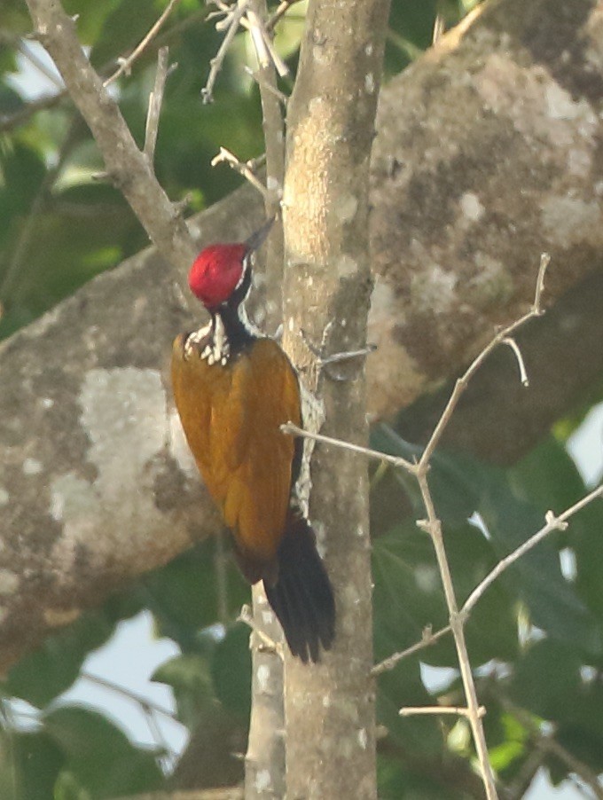 Malabar Flameback - ML128150601