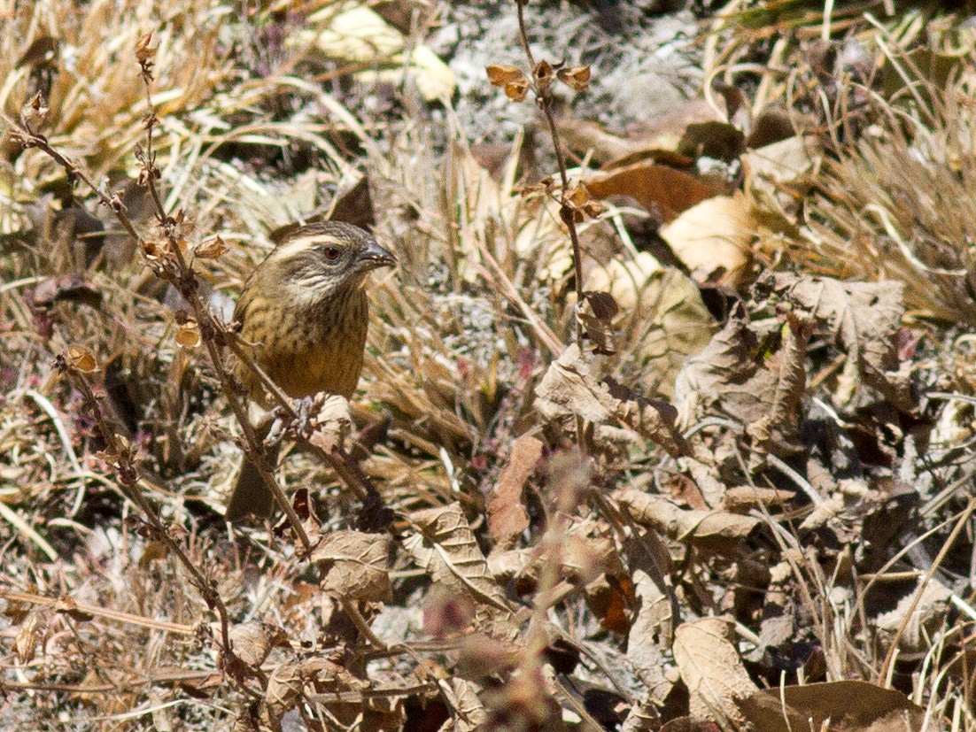 Pink-browed Rosefinch - ML128151351