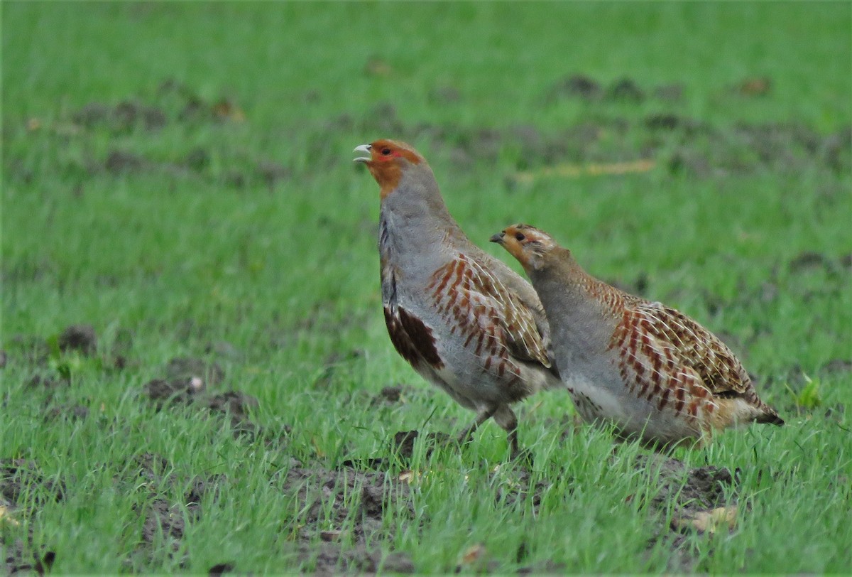 Gray Partridge - ML128151541