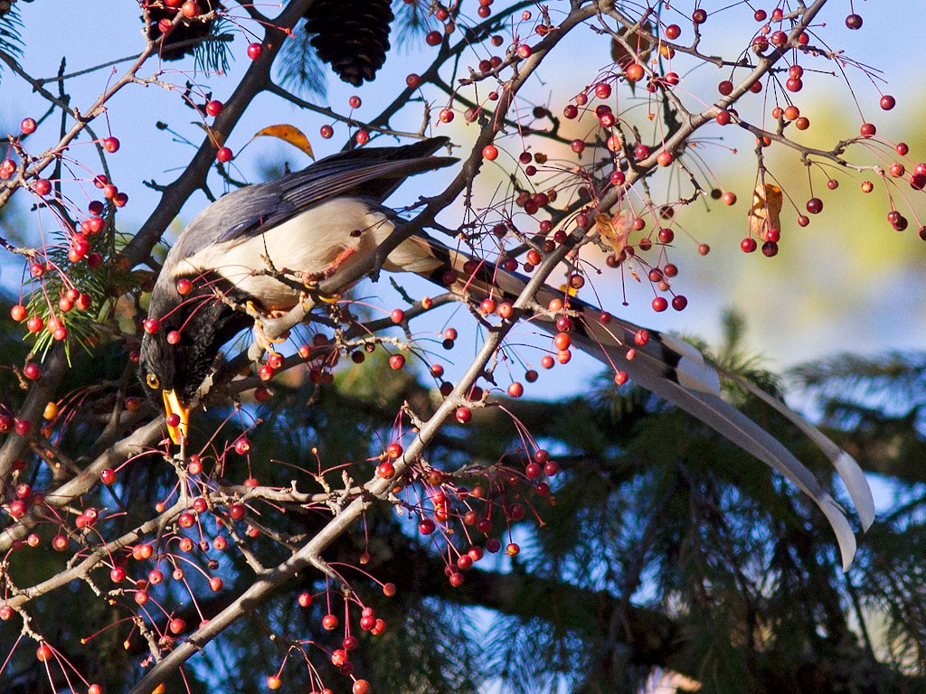 Yellow-billed Blue-Magpie - ML128151671