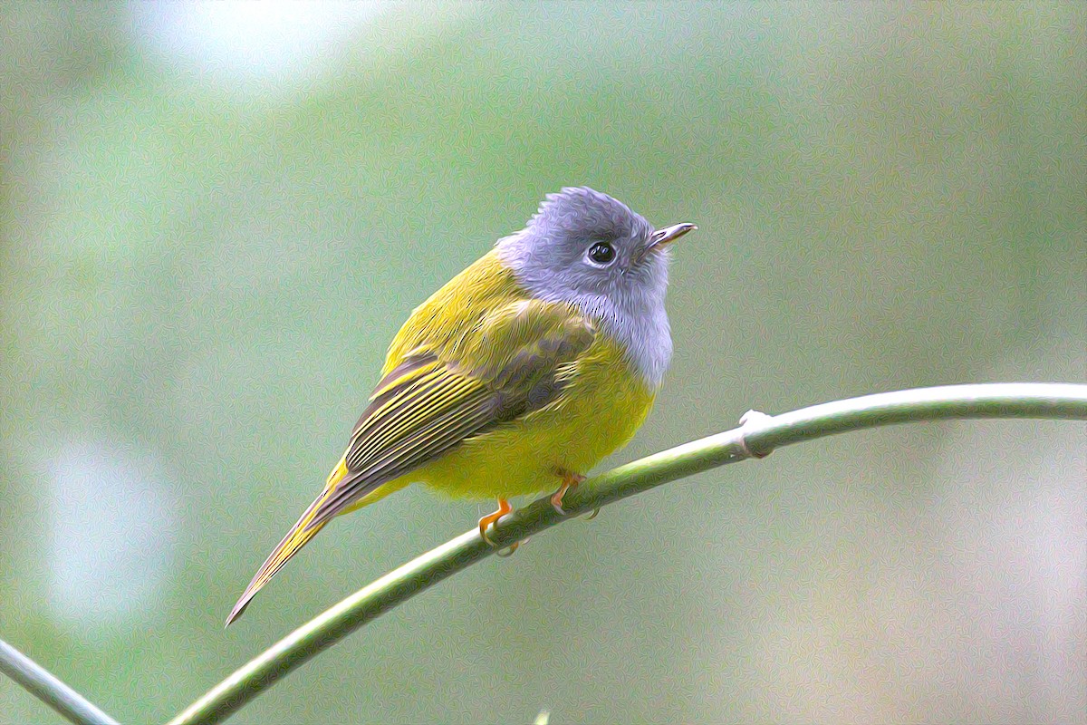 Gray-headed Canary-Flycatcher - Roman Lo