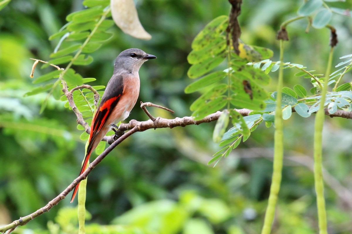 Rosy Minivet - Jens Toettrup