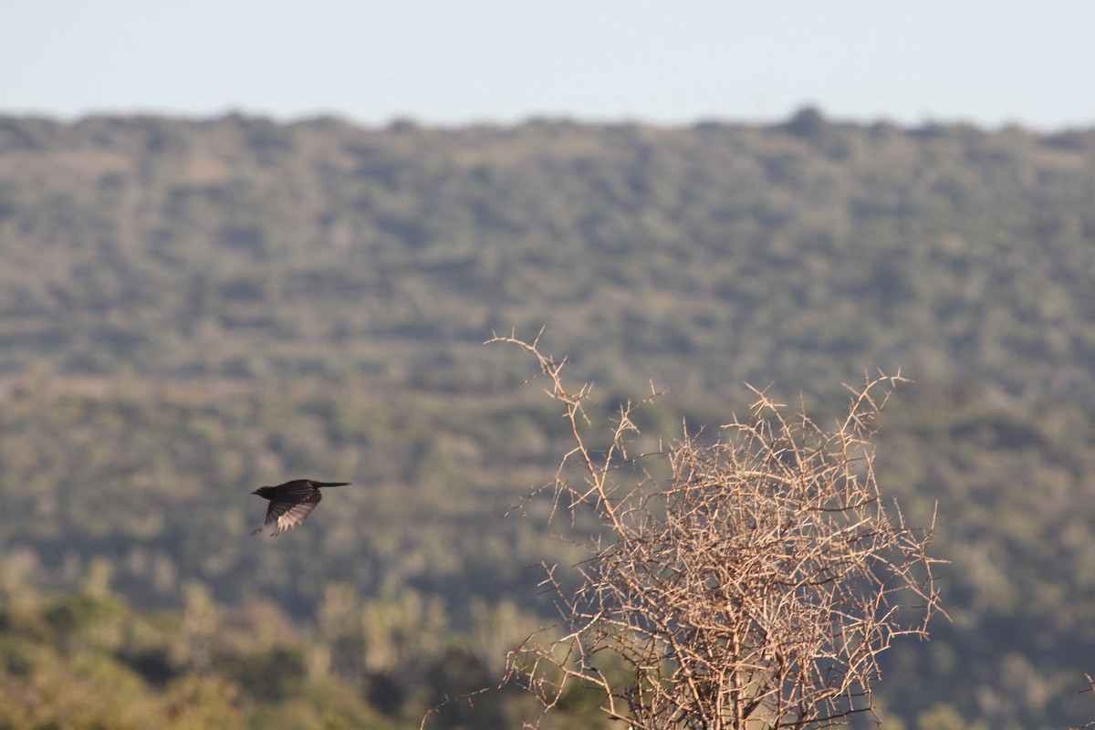 savannedrongo - ML128153071