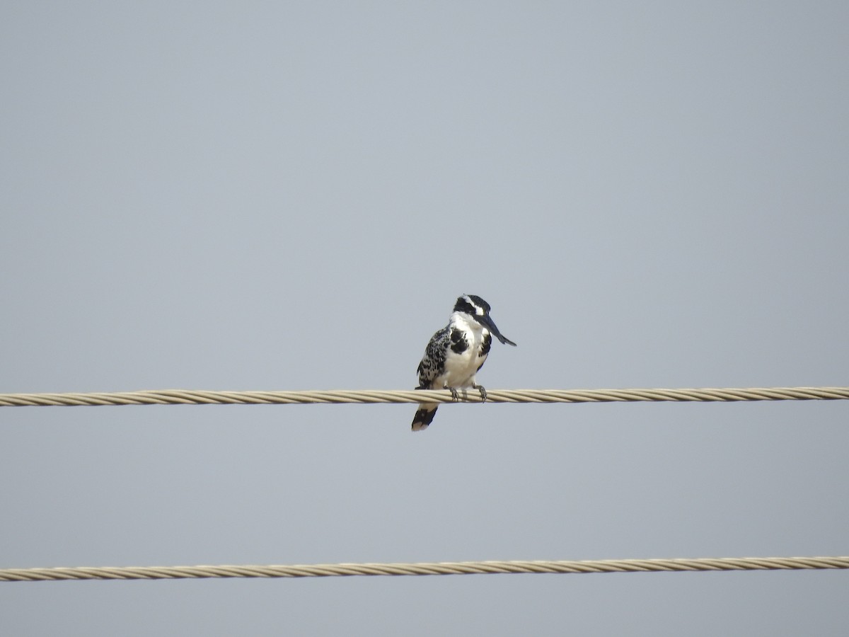 Pied Kingfisher - ML128153551