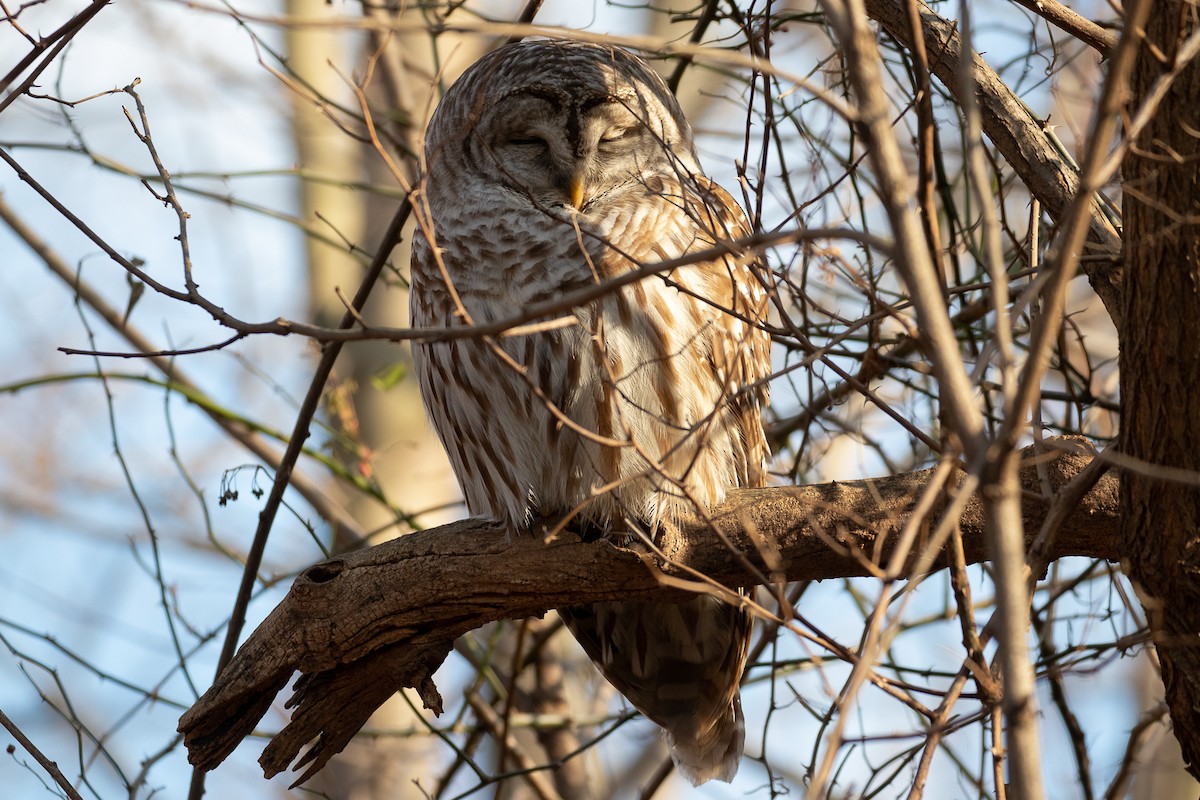 Barred Owl - ML128154451