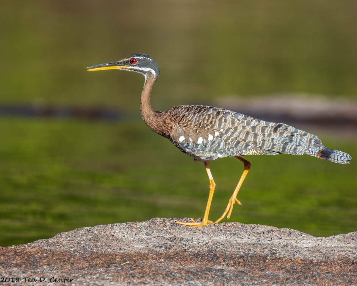 Sunbittern - ML128154471