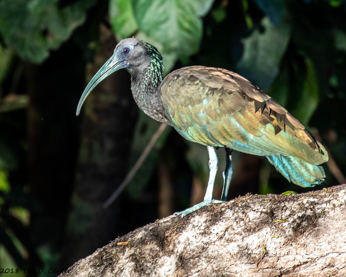 ibis zelený - ML128154751