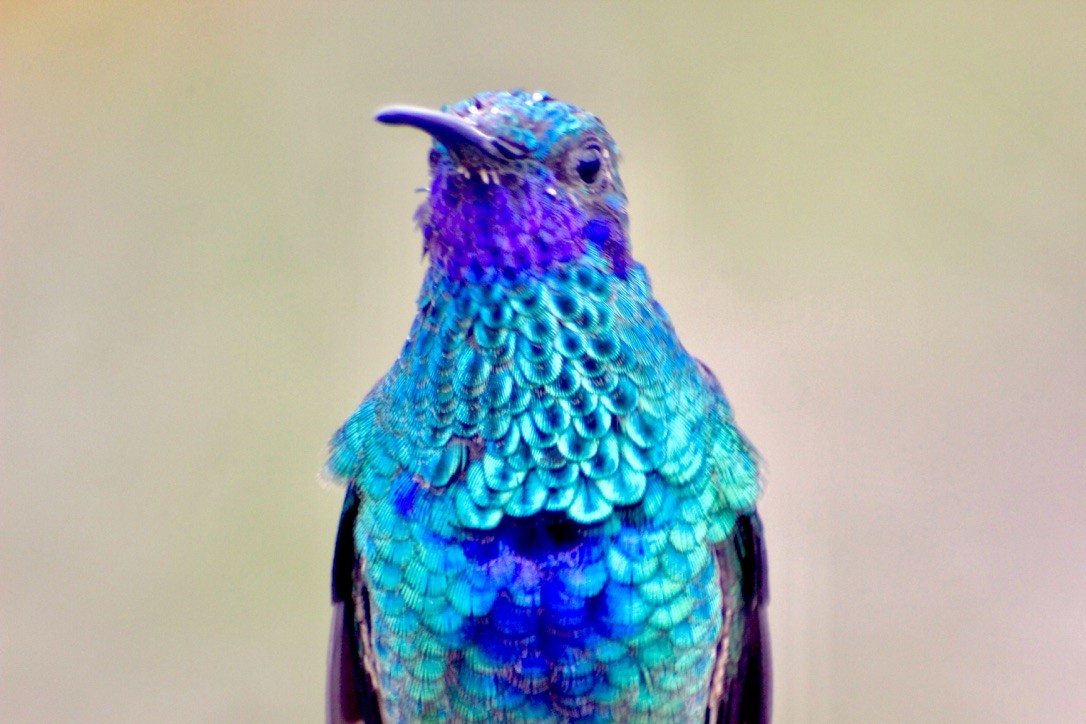 Sparkling Violetear - ML128154981
