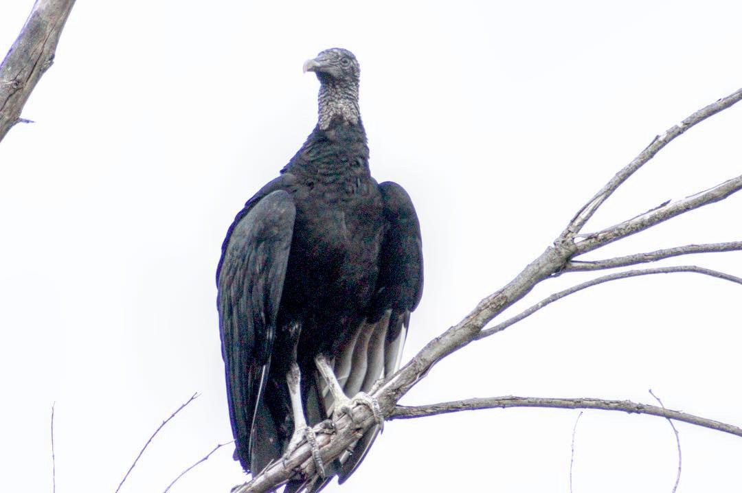Black Vulture - ML128155231