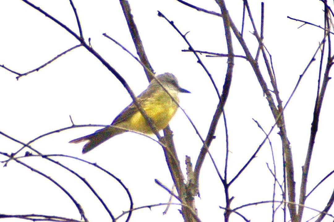 Tropical Kingbird - ML128155331