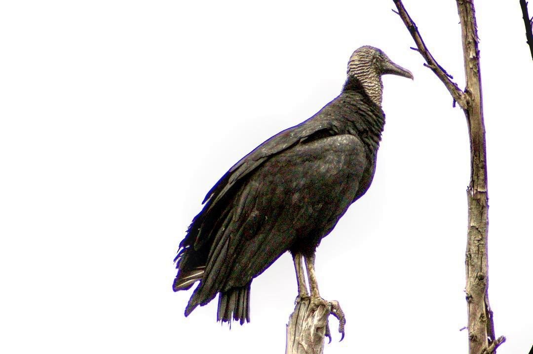 Black Vulture - ML128155471