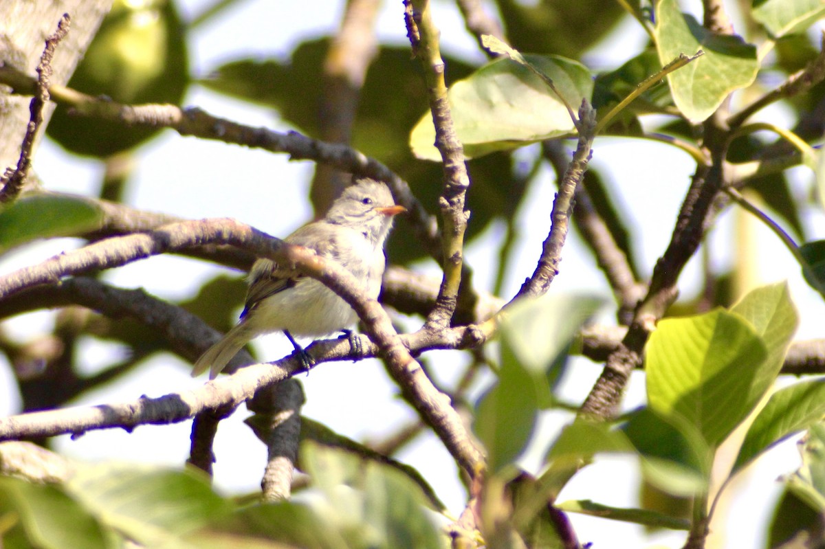 Southern Beardless-Tyrannulet - ML128155621