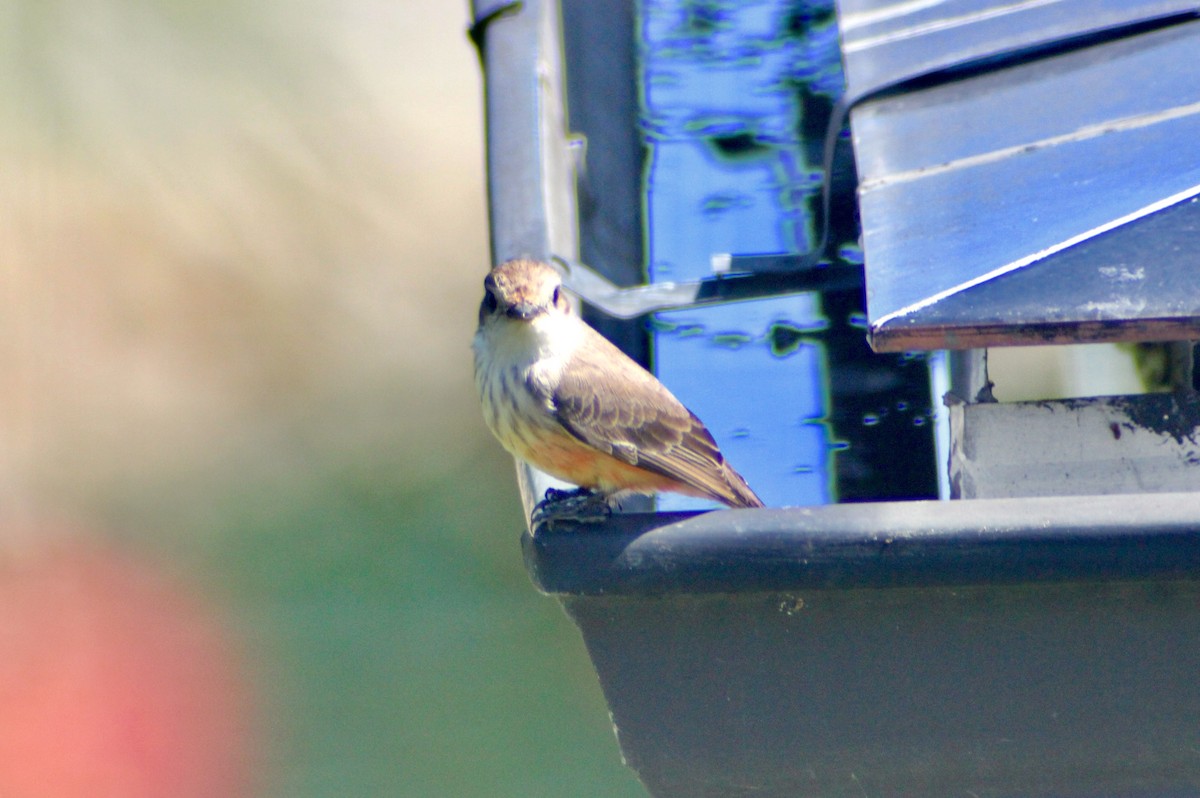Vermilion Flycatcher - ML128155841