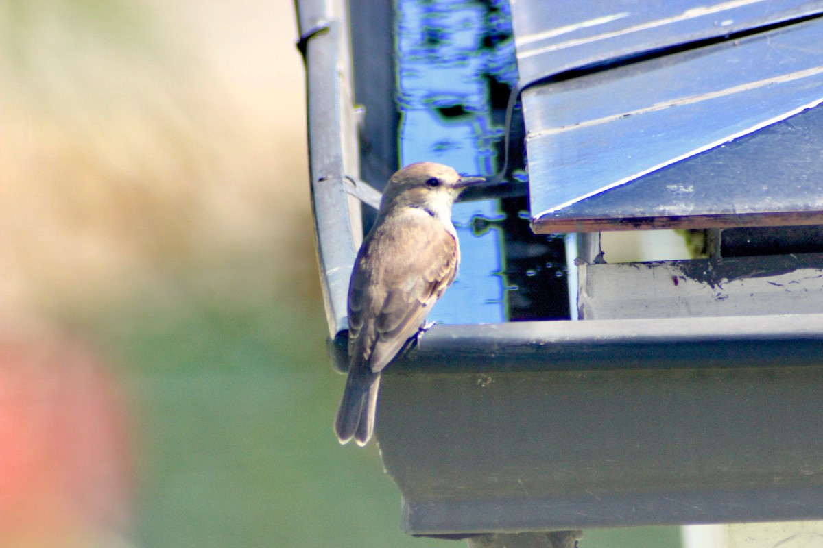 Vermilion Flycatcher - ML128155851