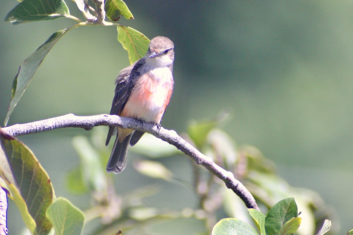 Vermilion Flycatcher - ML128155861