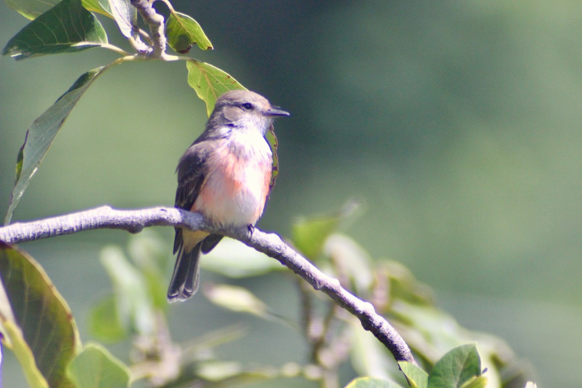 Vermilion Flycatcher - ML128155871