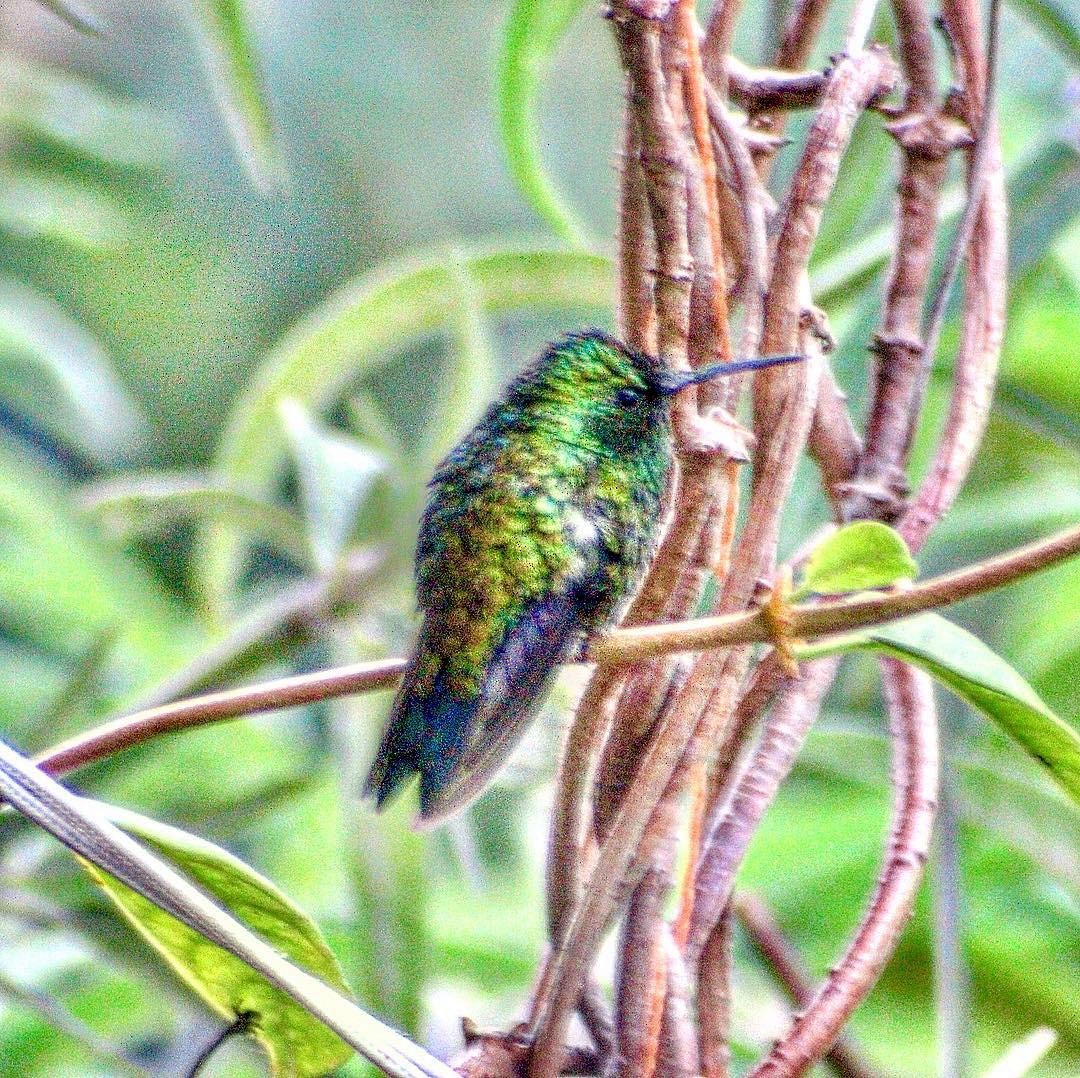 Western Emerald - ML128155921