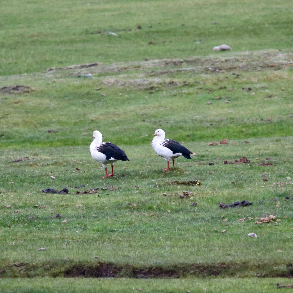 Andean Goose - ML128156081