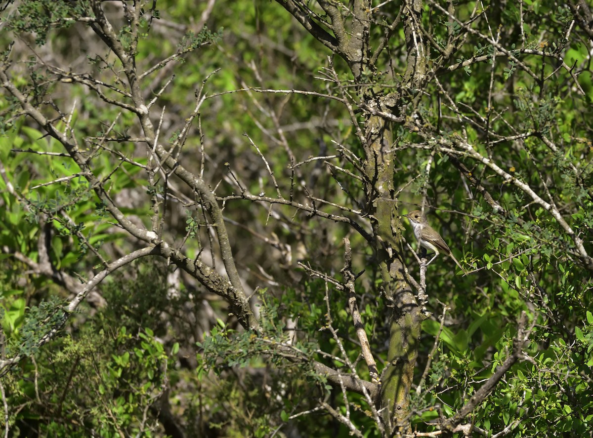 Fulvous-crowned Scrub-Tyrant - Miguel Ansenuza