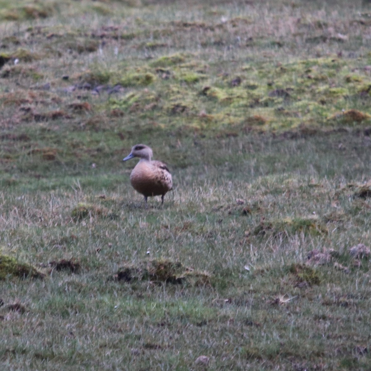 Crested Duck - ML128156671