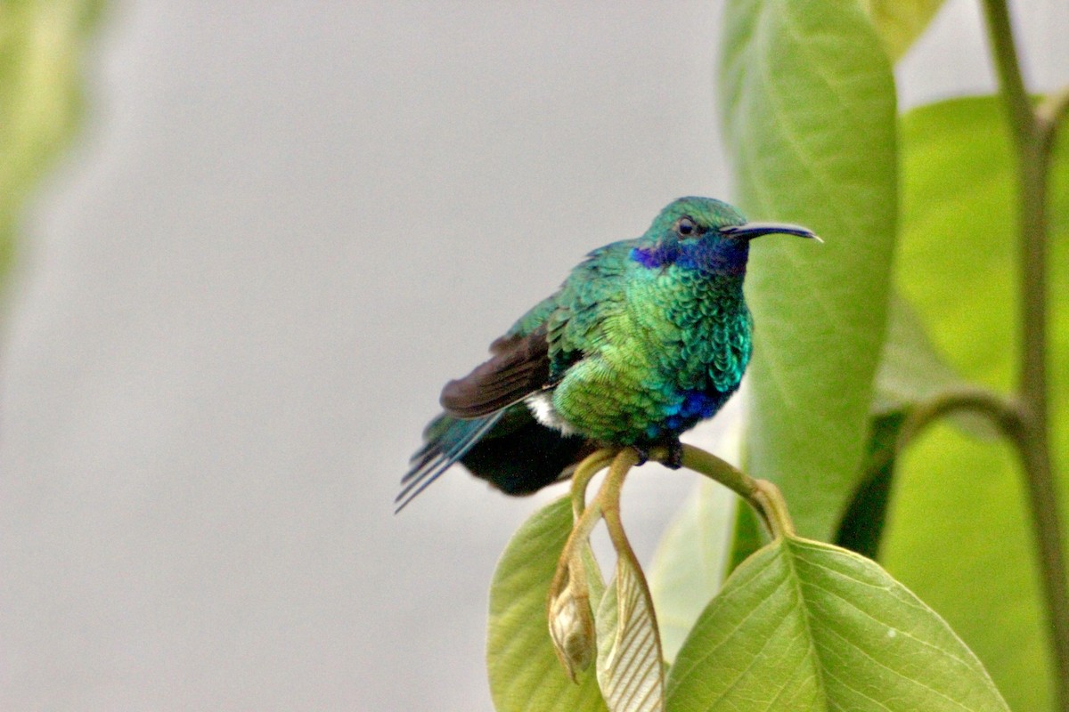 Sparkling Violetear - ML128156711