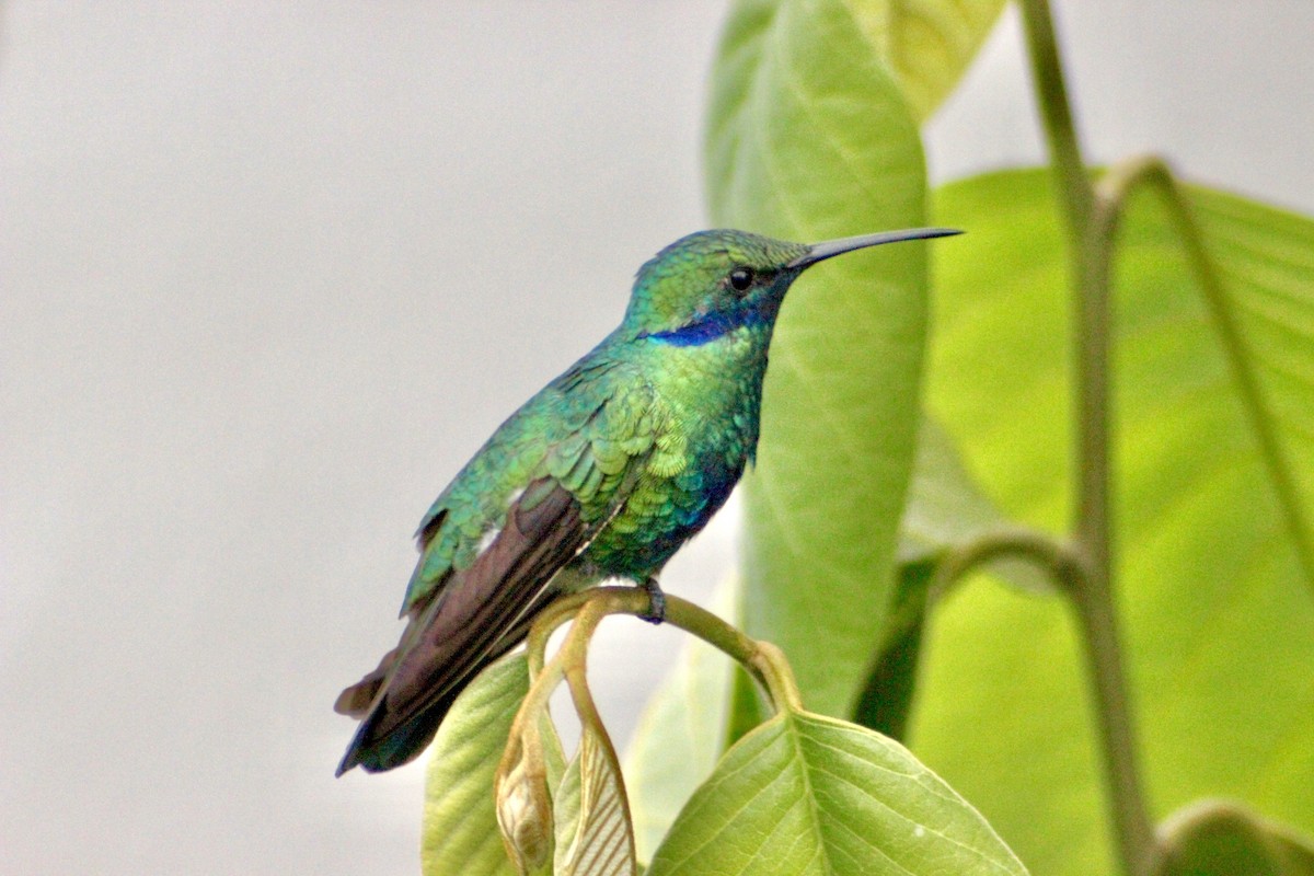 Sparkling Violetear - ML128156721