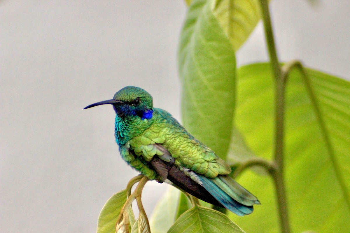 Sparkling Violetear - ML128156731