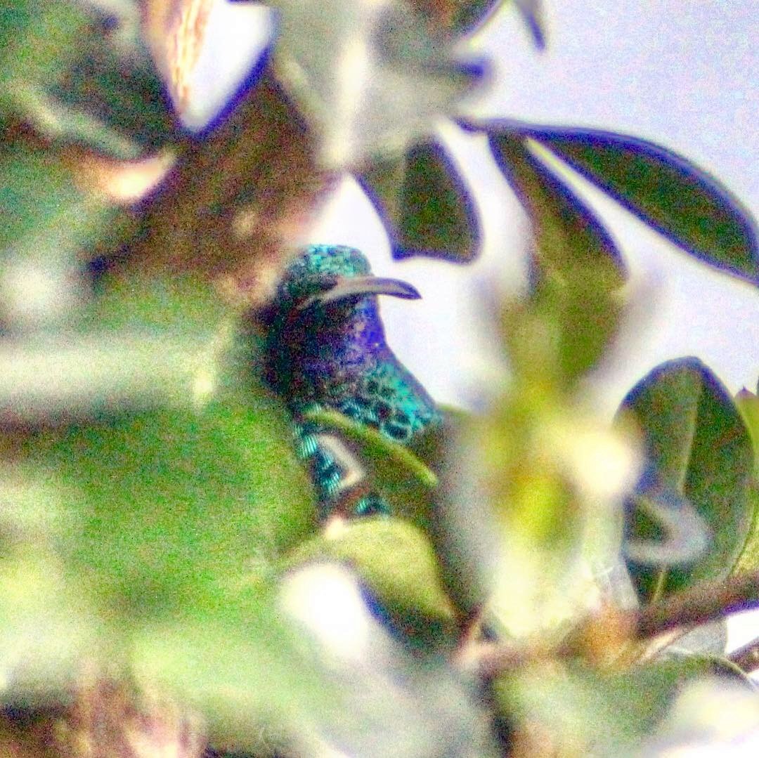 Sparkling Violetear - ML128156851