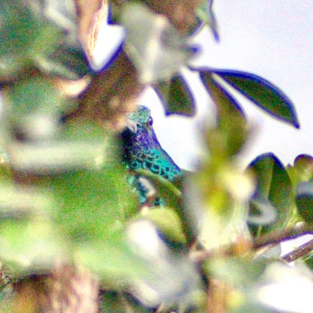 Sparkling Violetear - ML128156861