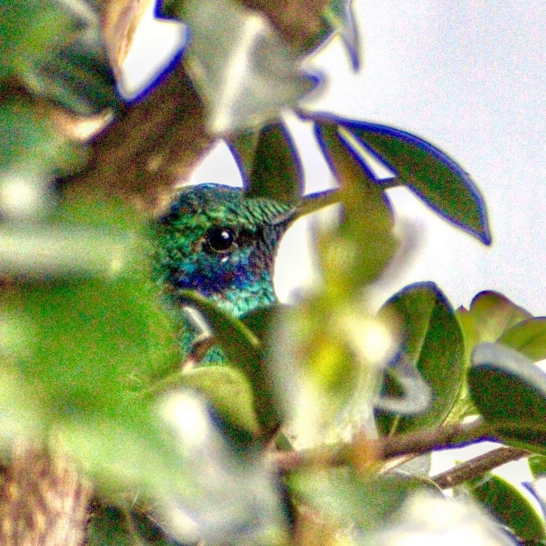 Sparkling Violetear - ML128156871