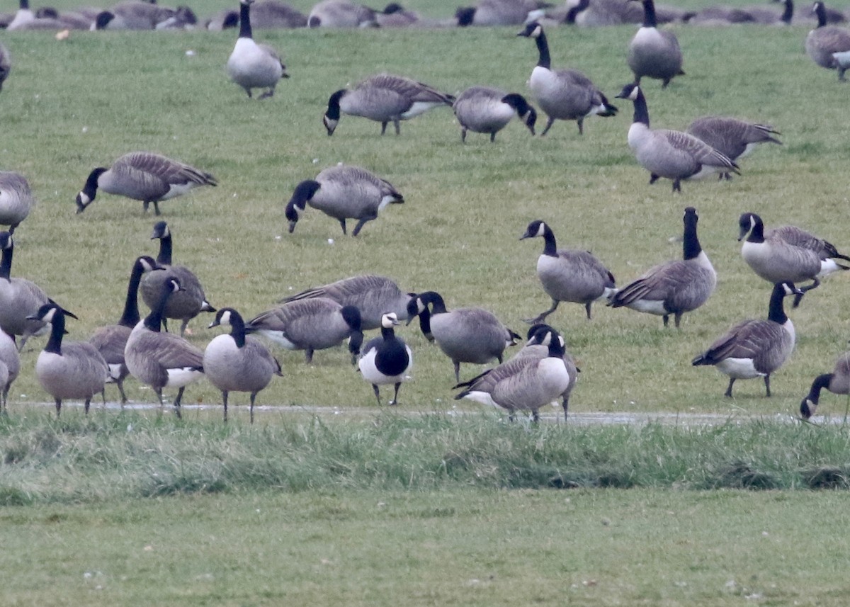 Barnacle Goose - Dan Gesualdo