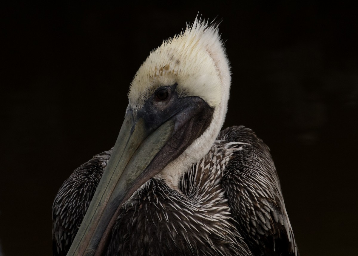 Brown Pelican - ML128157161