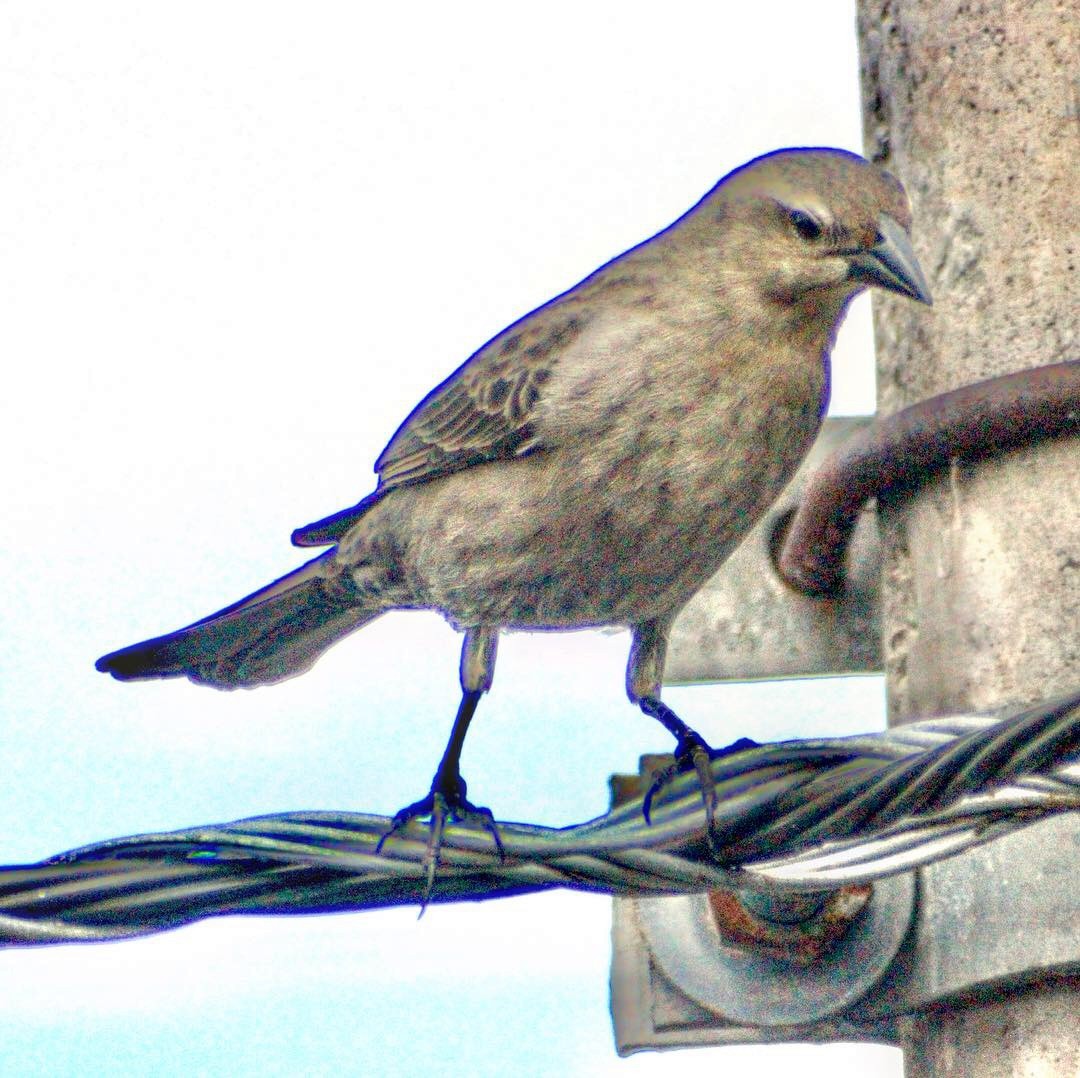 Shiny Cowbird - ML128157571