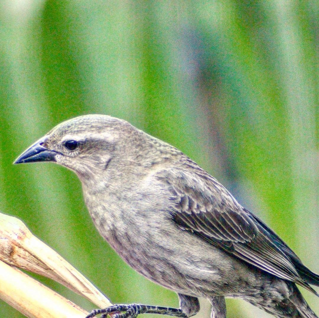 Shiny Cowbird - ML128157581