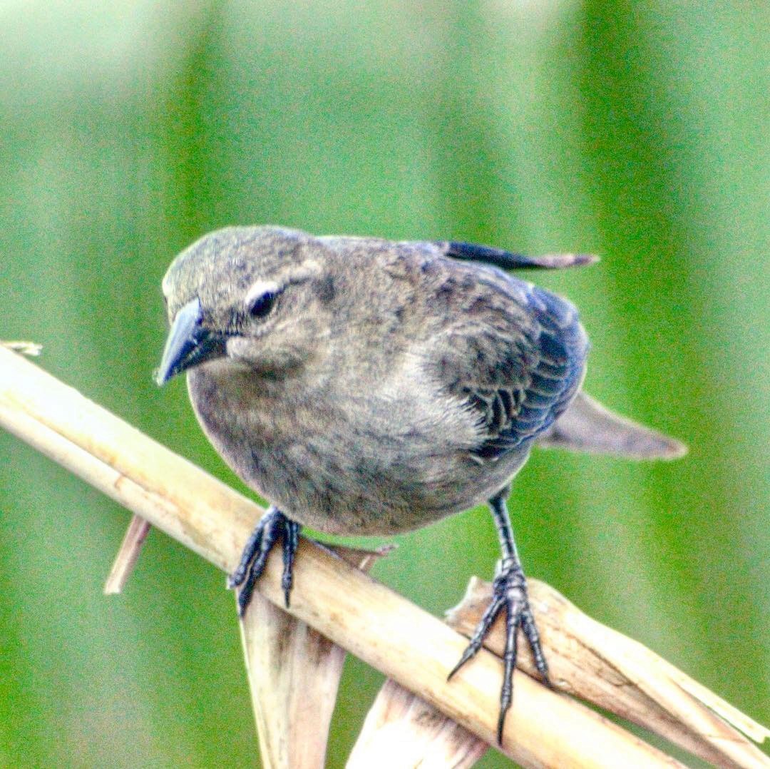 Shiny Cowbird - ML128157591