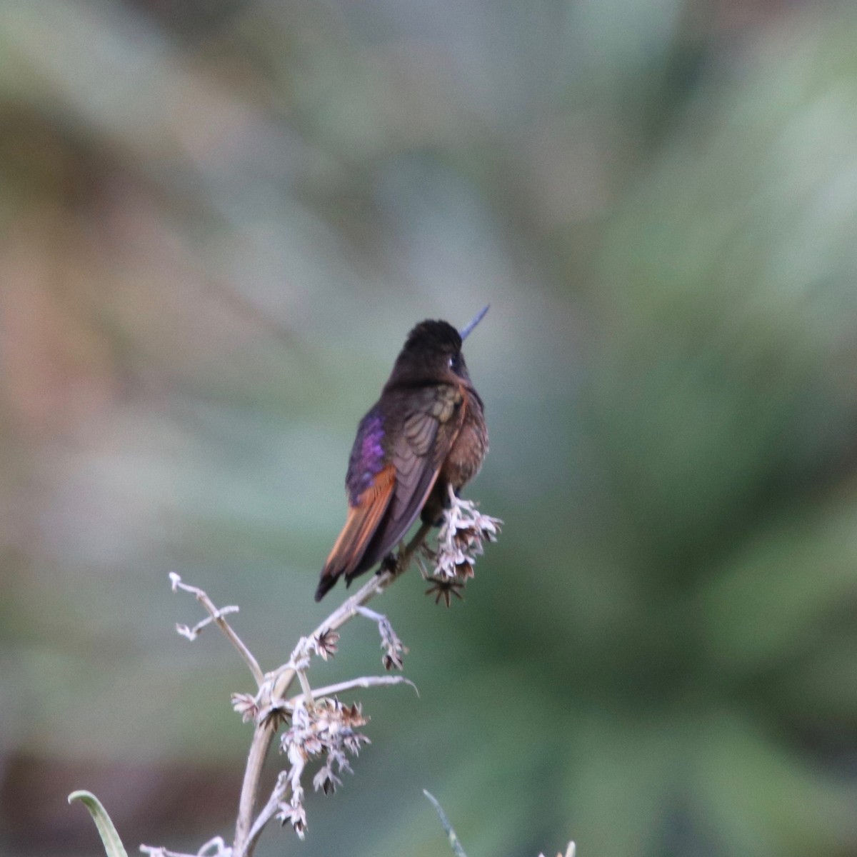 Colibrí Condecorado - ML128157691