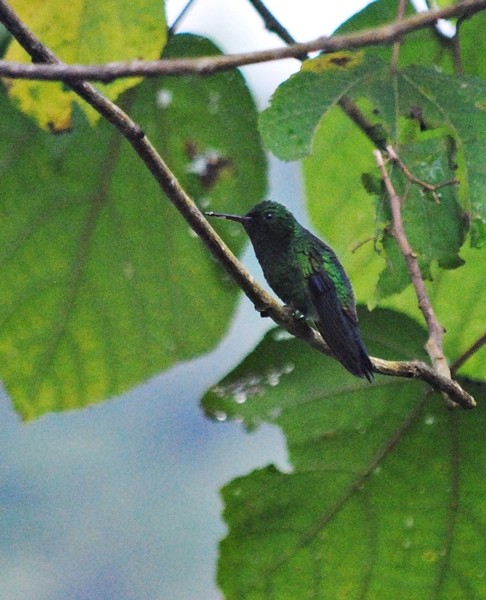 Steely-vented Hummingbird - ML128158591