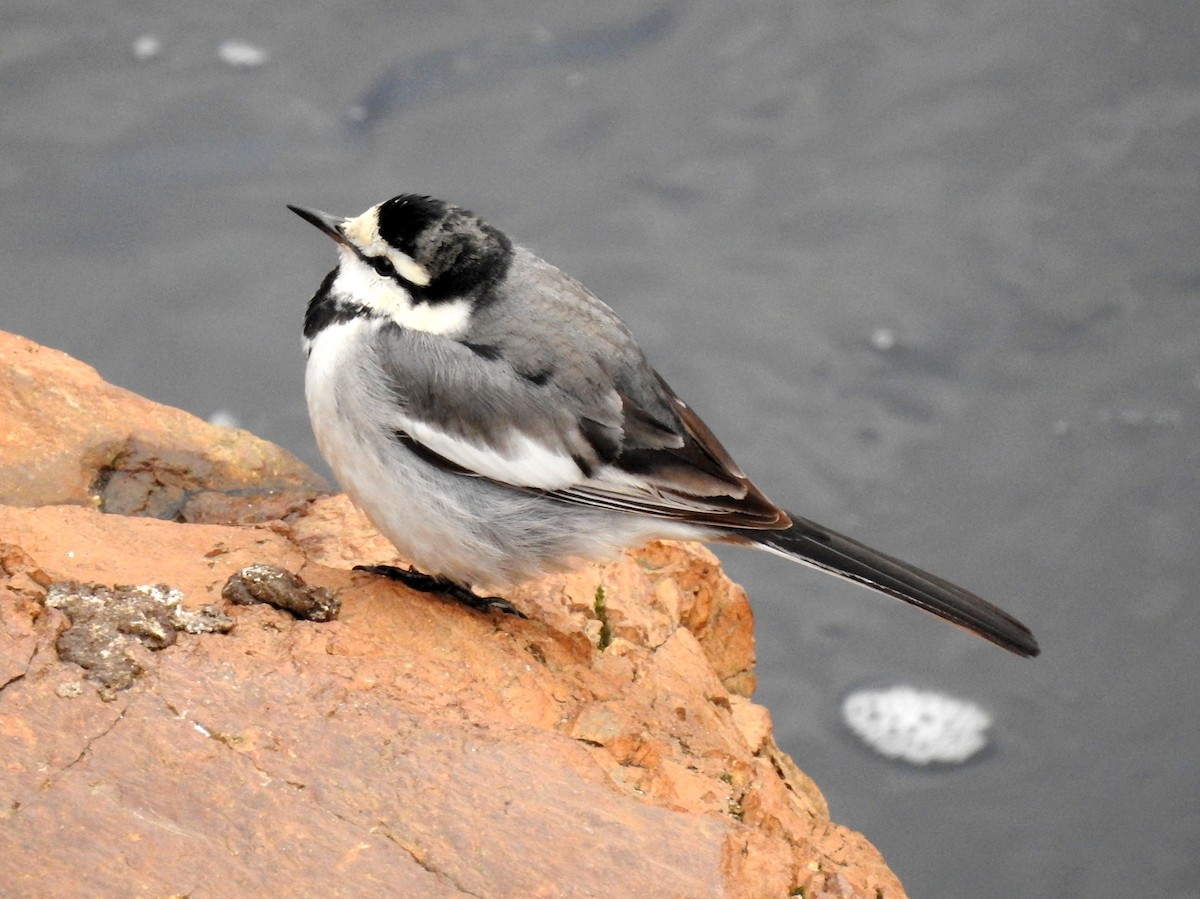 White Wagtail - ML128158691