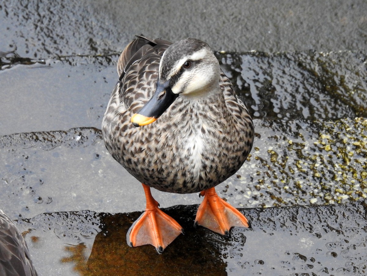 Eastern Spot-billed Duck - ML128158751