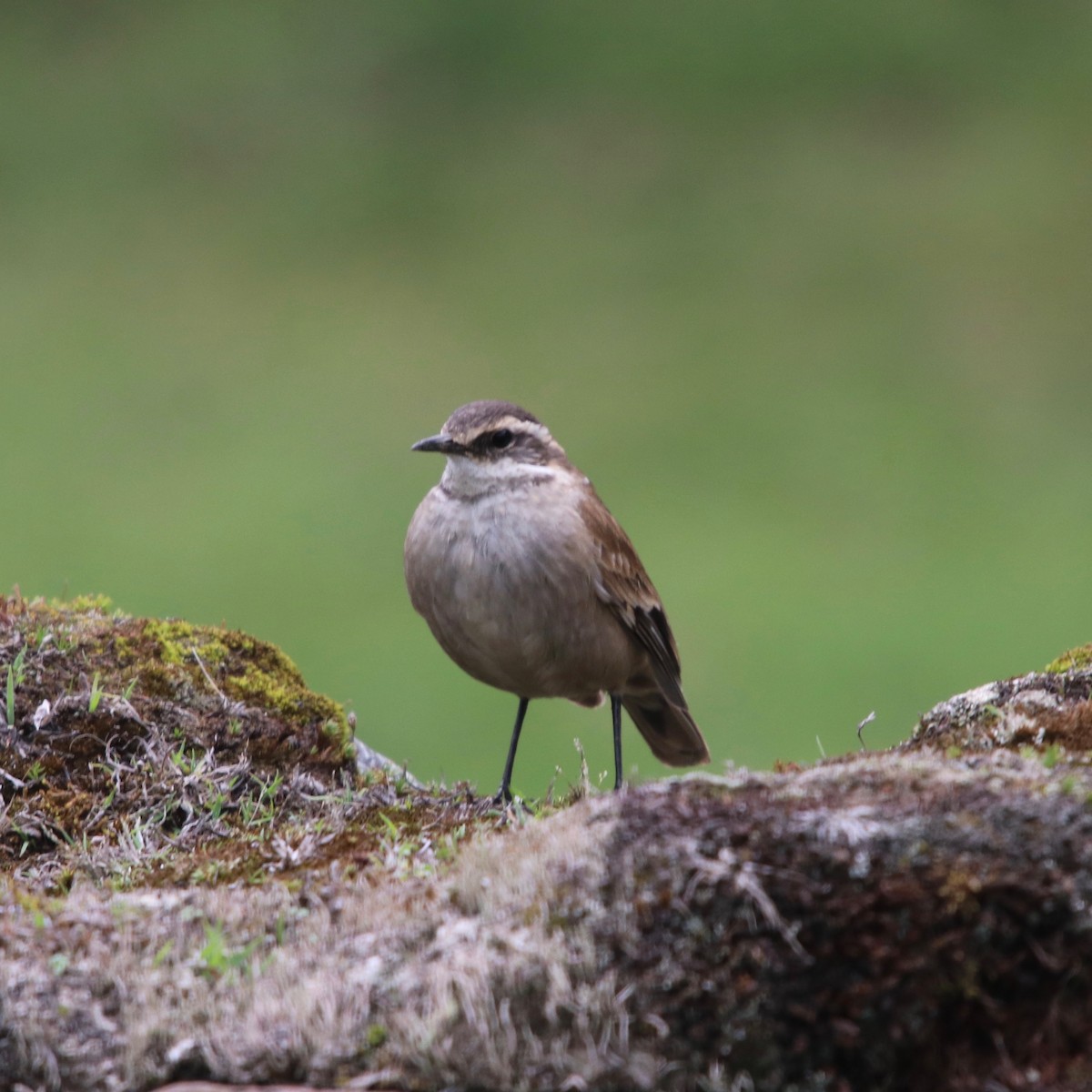 Cream-winged Cinclodes - ML128158801