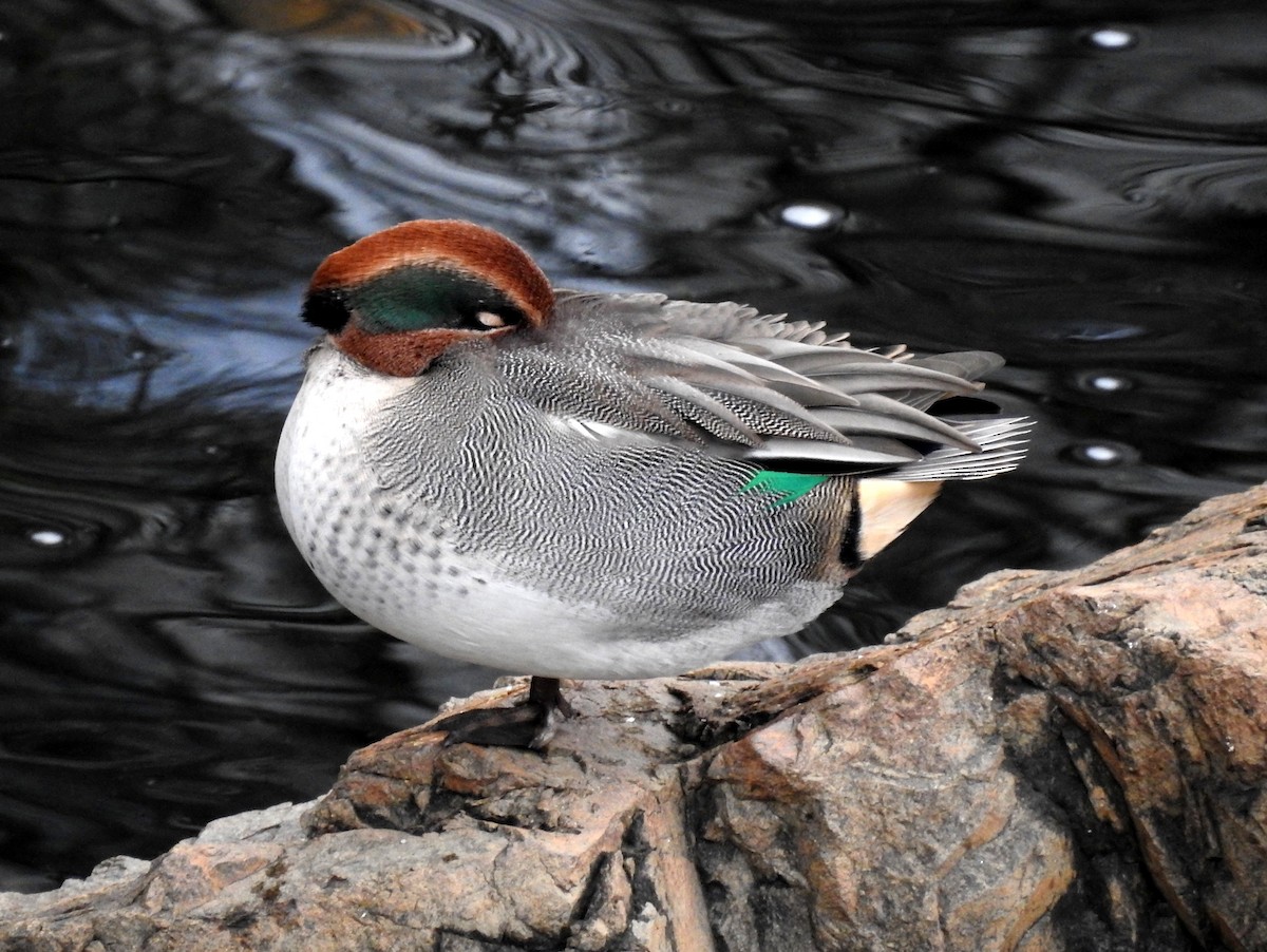 Green-winged Teal (Eurasian) - ML128158901